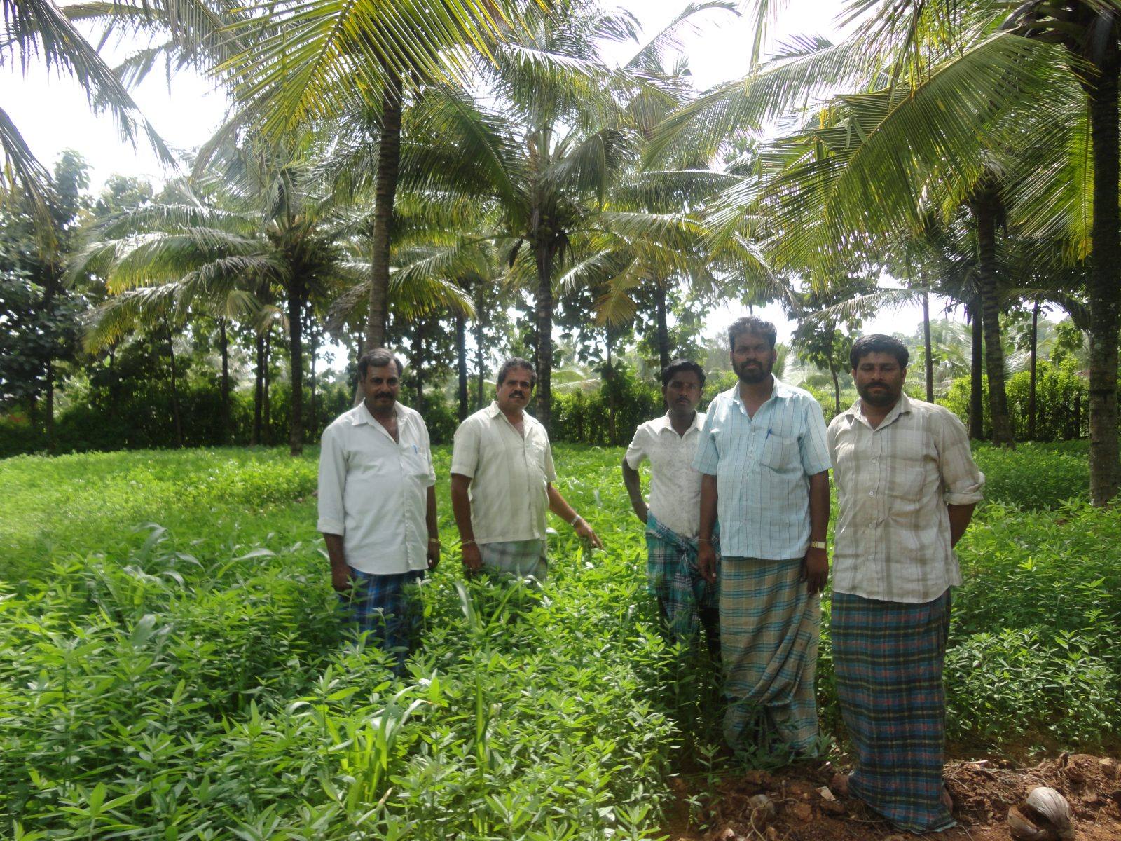 Green manuring with sun hemp