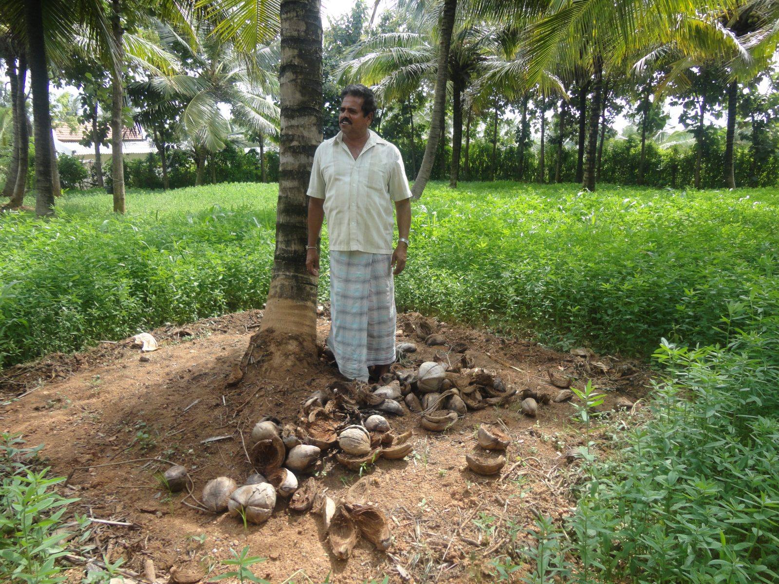 Sun hemp grown for green manuring