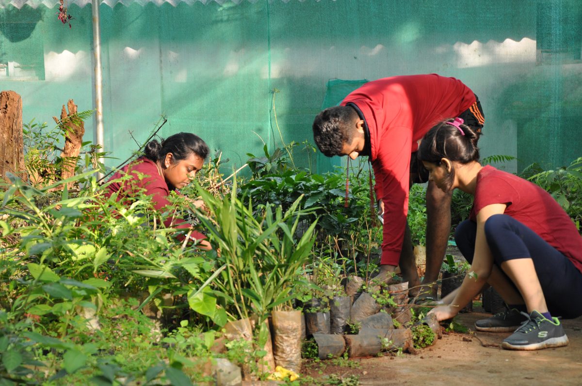 Nursery work with saplings