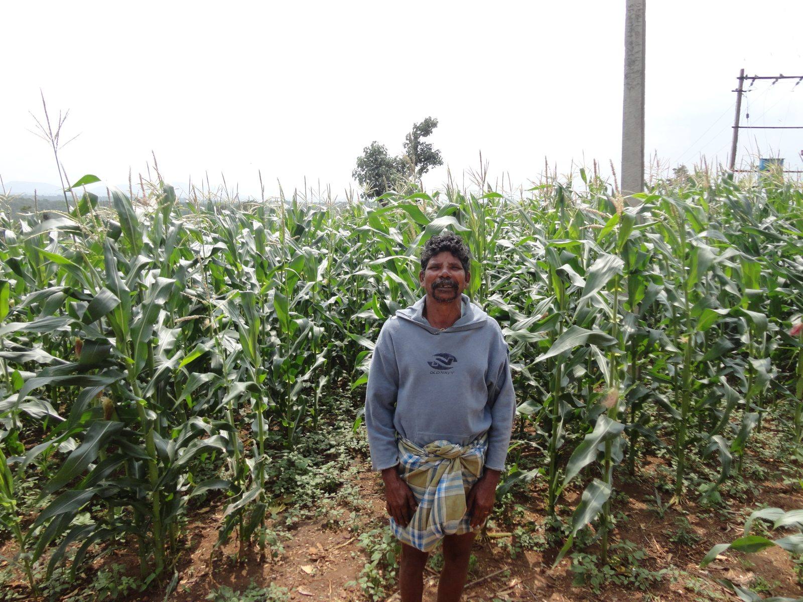 Crop demonstration in the field