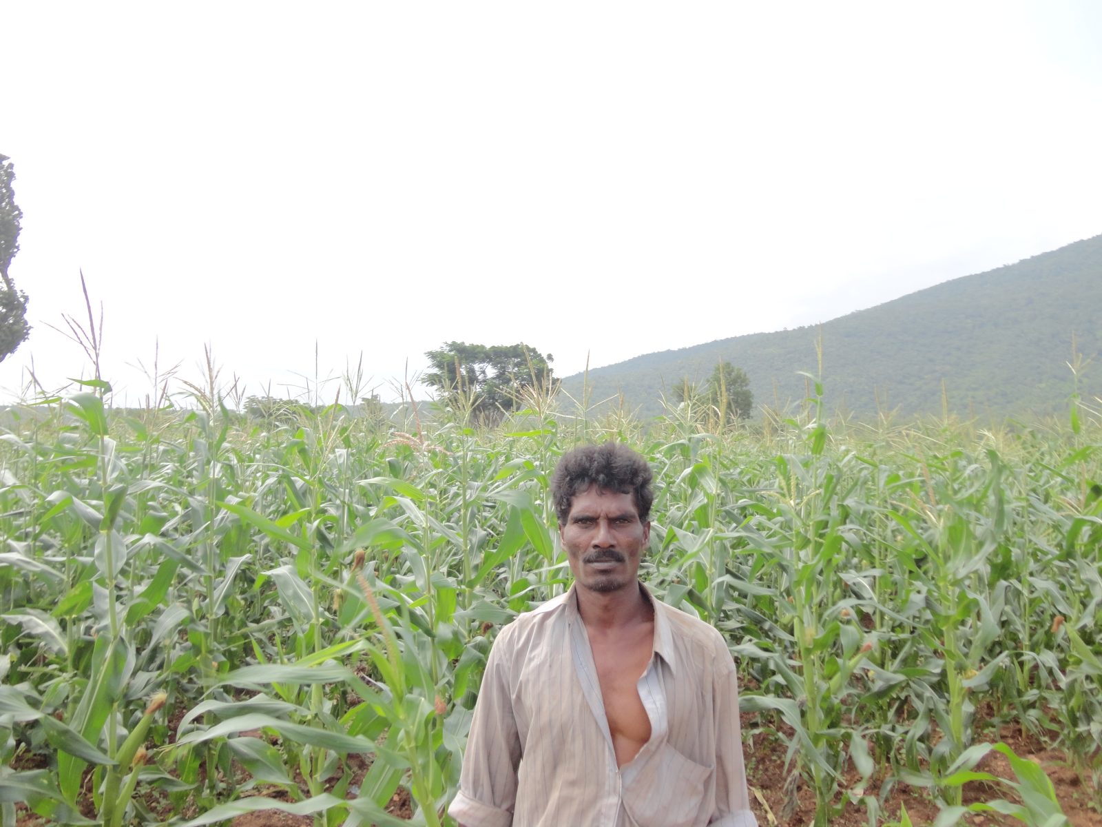 Crop demonstration